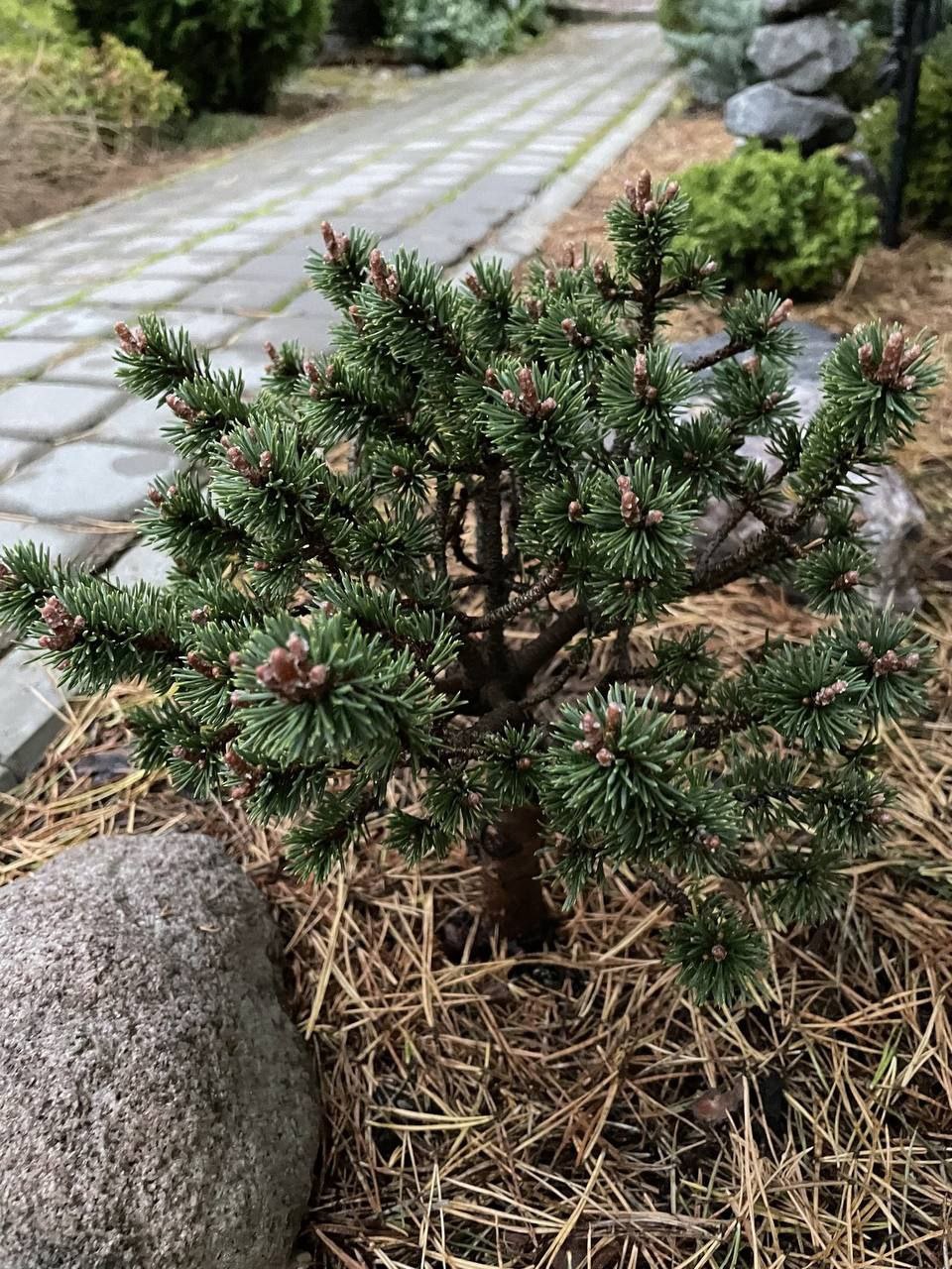 Pinus mugo 'Minima Kalouš'