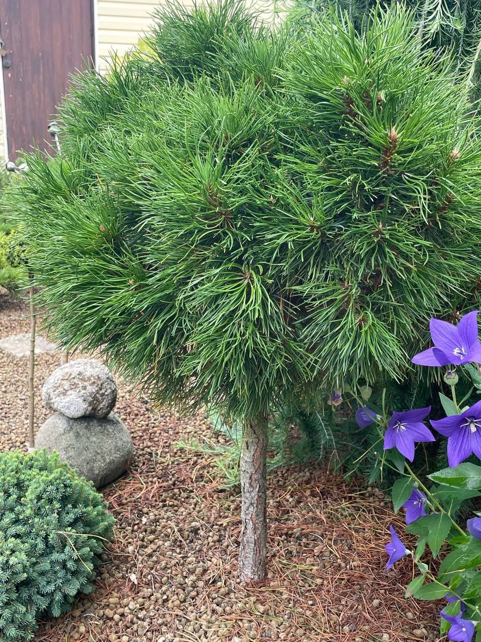 Pinus mugo 'Varella'