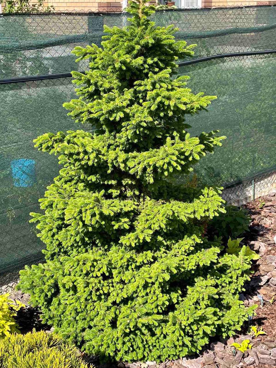 Picea obovata ‘Ushajka’