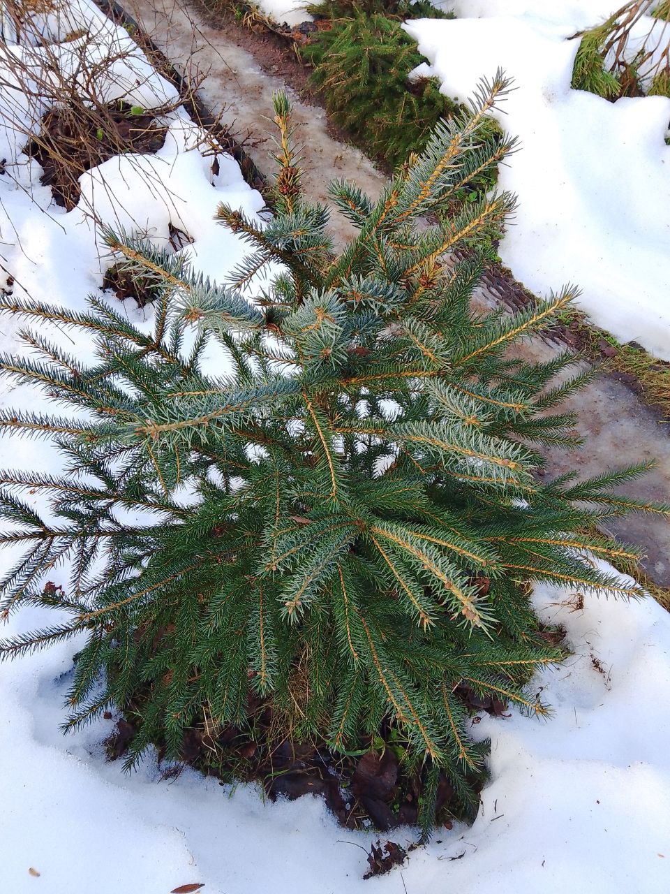 Picea x lutzii ( picea glauca x picea sitchensis)