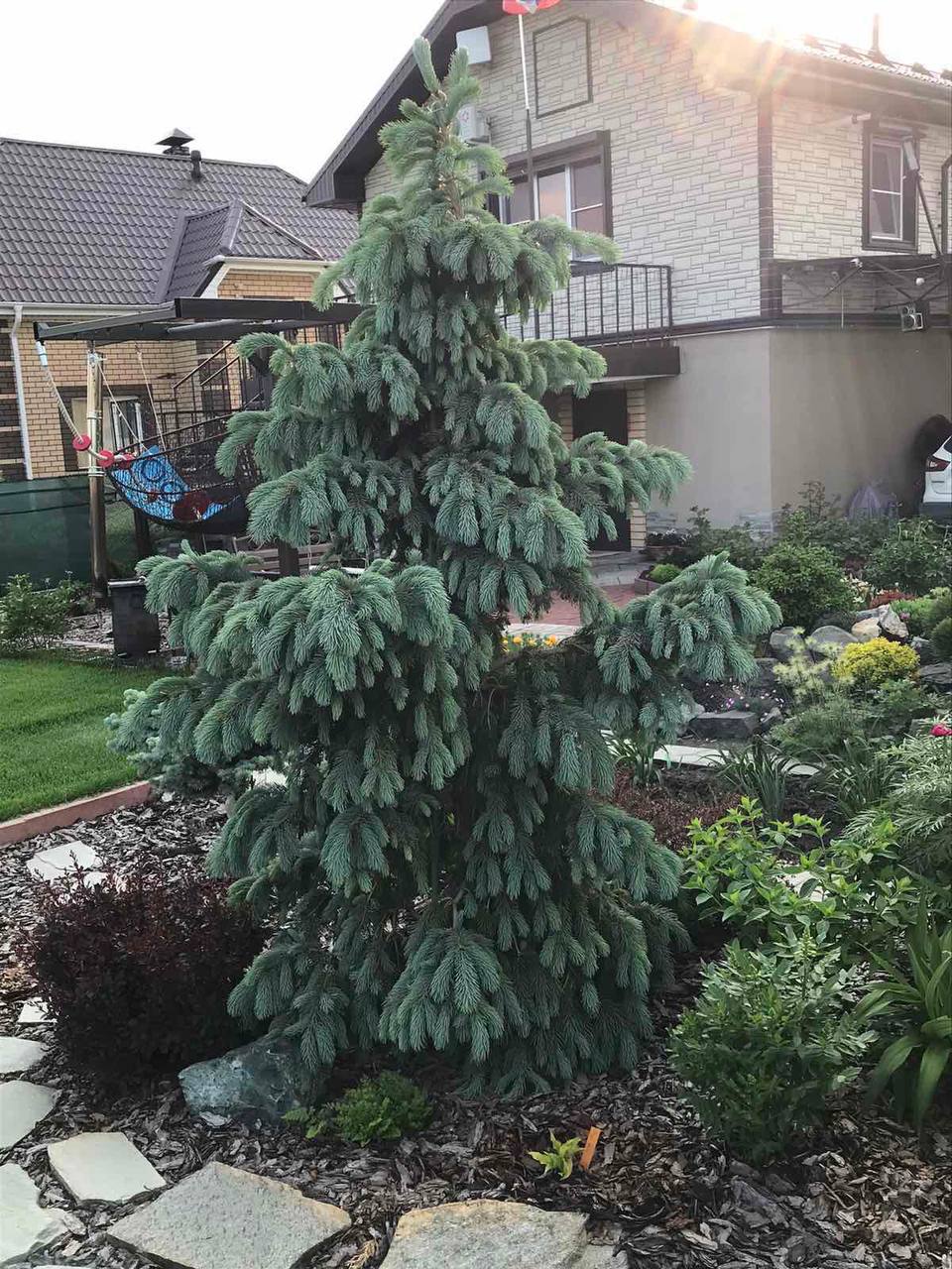 Picea engelmannii ‘Glauca’