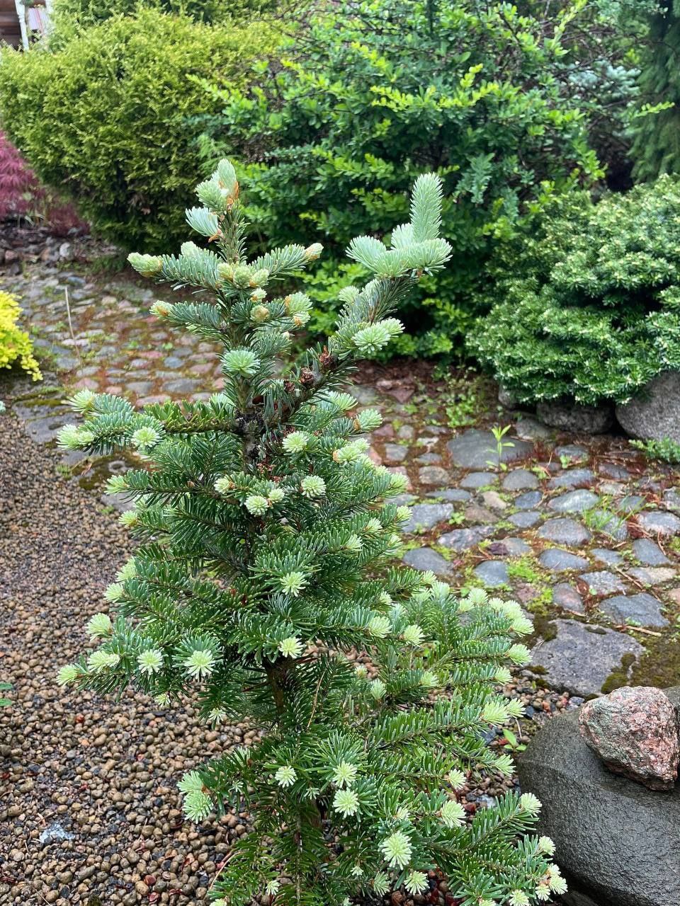Abies koreana x lasiocarpa №110