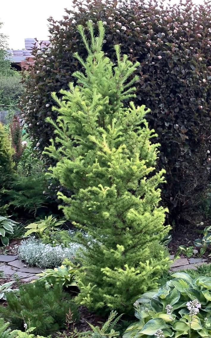 Larix kaempferi ‘Magic Gold’