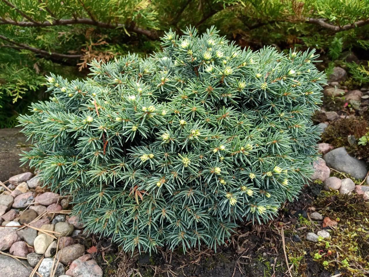 Picea pungens 'Frieda'