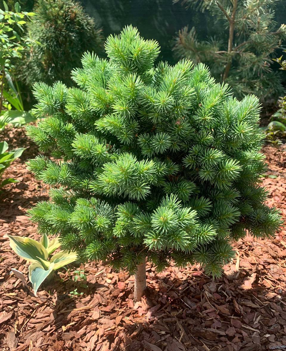 Picea pungens ‘Brynek’