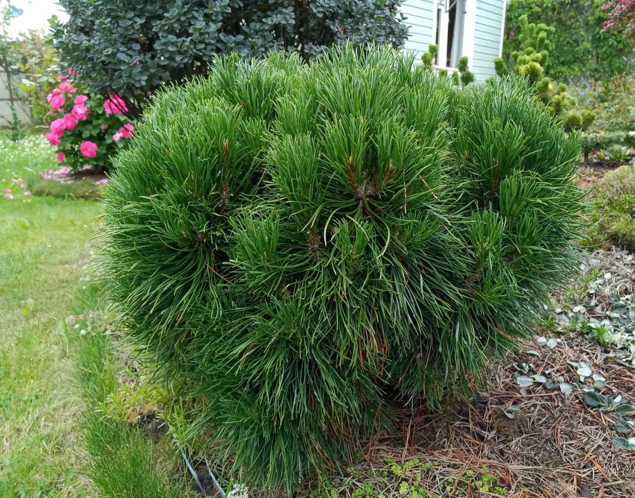 Pinus mugo 'Varella'