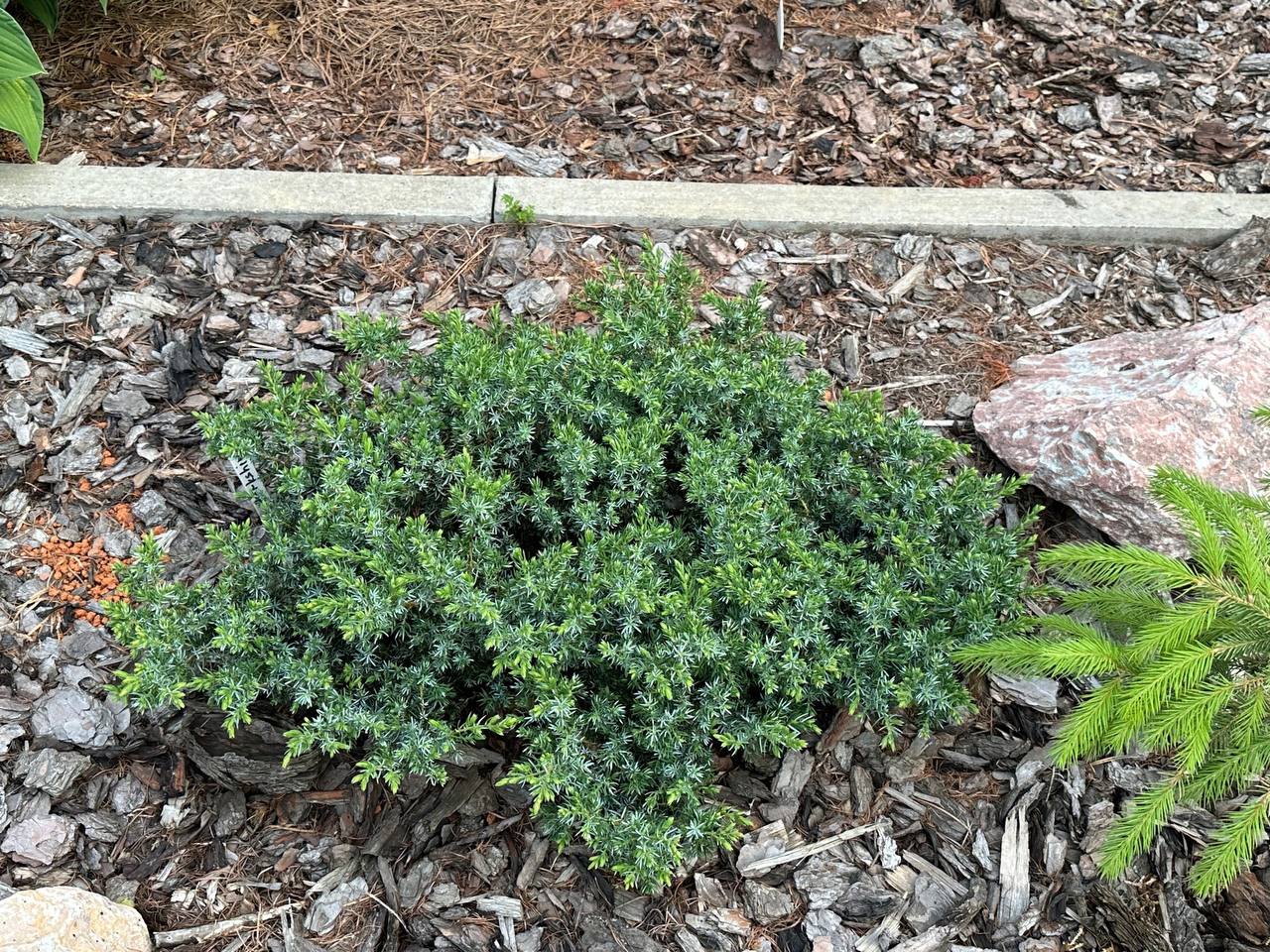 Juniperus communis ‘Berkshire’