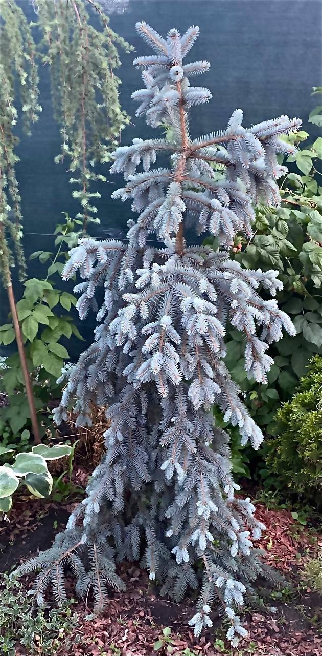 Picea pungens ‘The Blues’