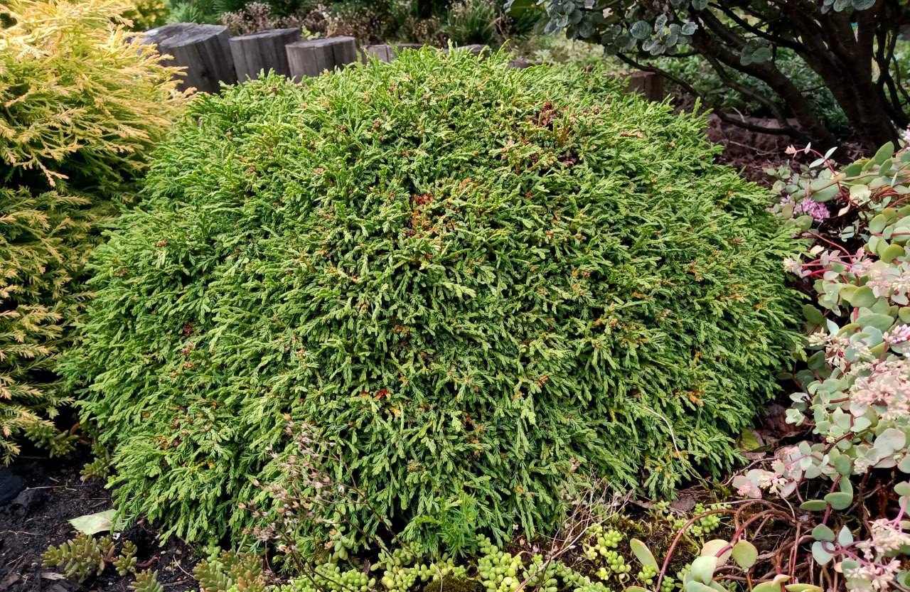 Thuja occidentalis 'Caespitosa'