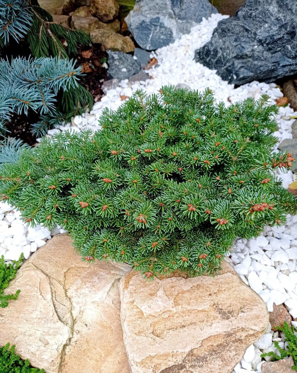 Abies lasiocarpa 'Logan Pass'