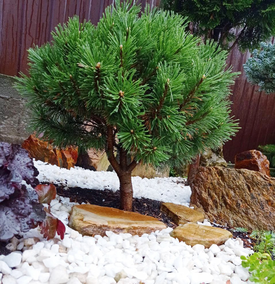 Pinus mugo 'Little Lady'