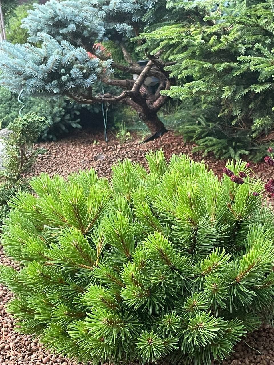 Pinus mugo 'Benjamin'