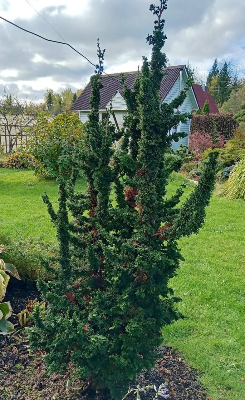 Thuja occidentalis 'Malonyana Holub'