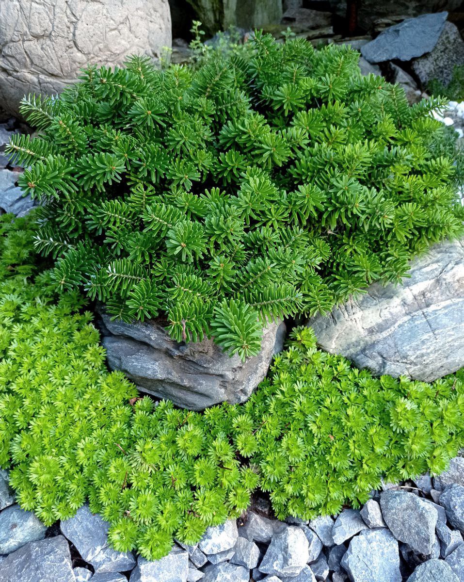 Abies koreana 'Brilliant'