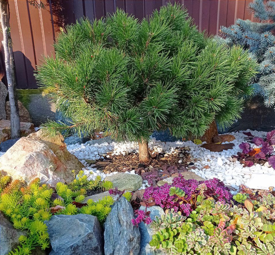 Pinus mugo 'Miniglobus'