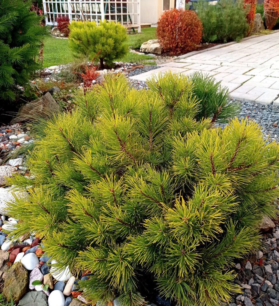 Pinus mugo 'Little Gold Star'