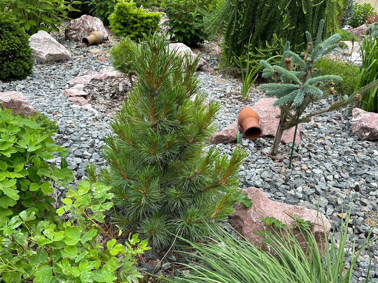 Pinus cembra ‘Maria Flora’
