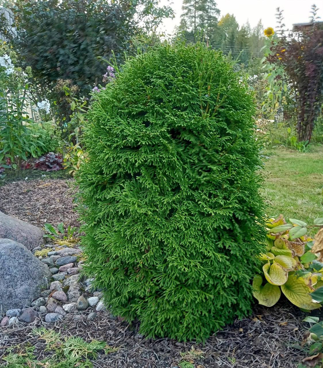 Thuja occidentalis 'Strasko'