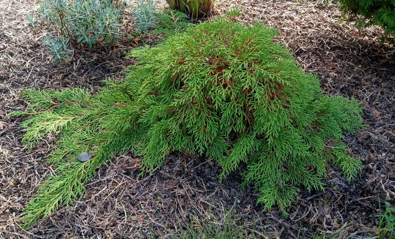 Microbiota decussata 'Jakobsen'