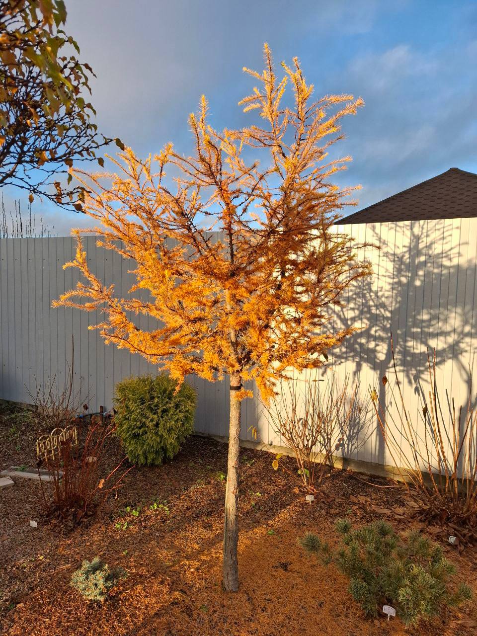 Larix kaempferi 'Little Bogle'