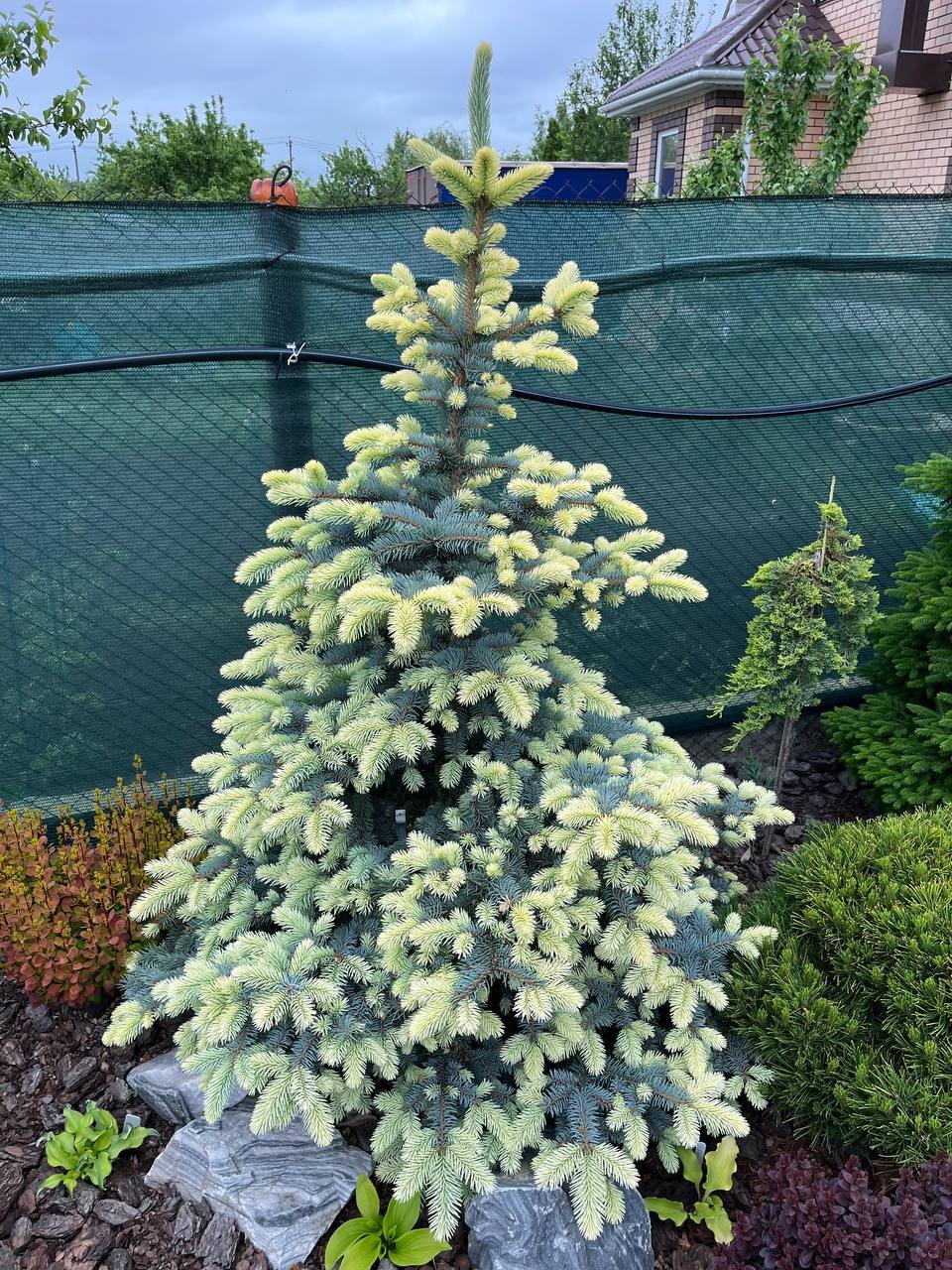 Picea pungens ‘Bialobok’