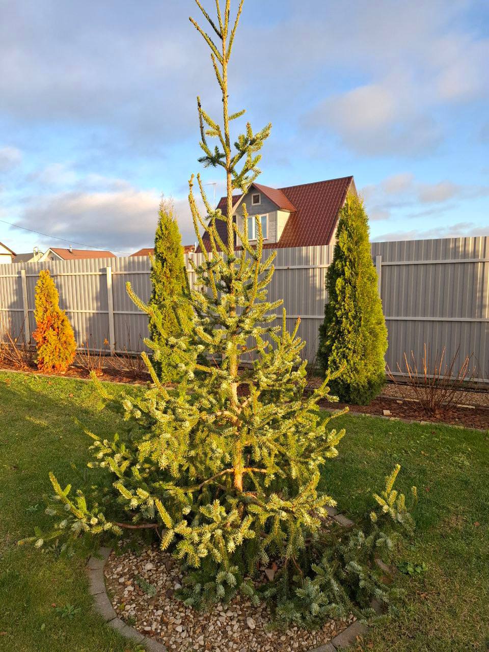 Picea omorika "Virgata"
