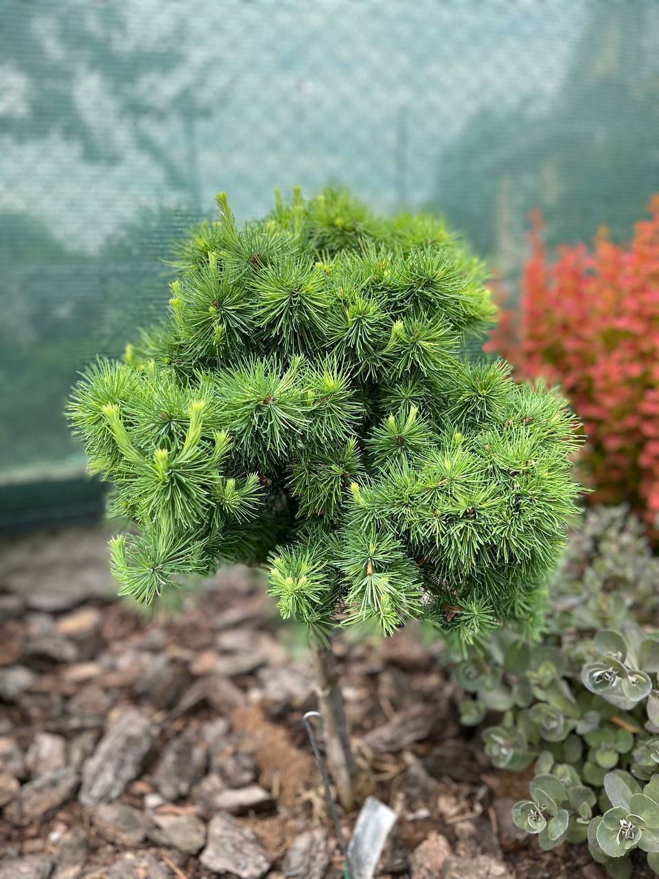 Larix laricina 'Top Knot'