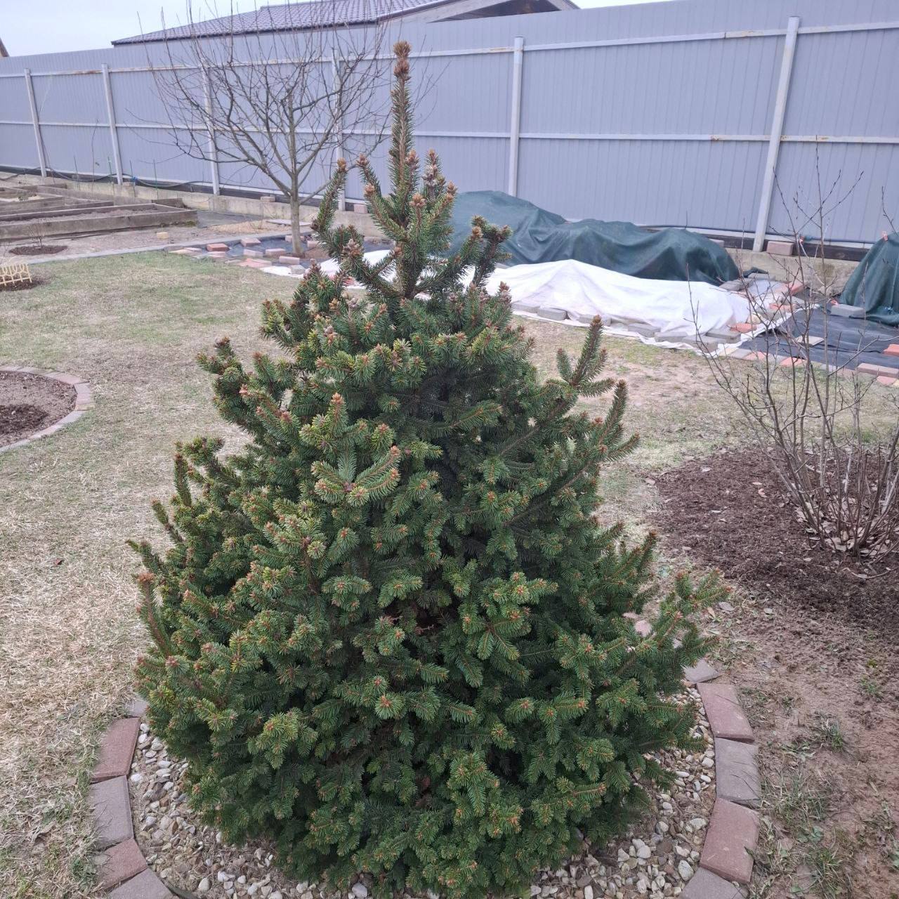 Picea abies "Emsland"