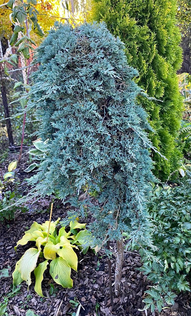 Juniperus horizontalis ‘Ice  Blue’