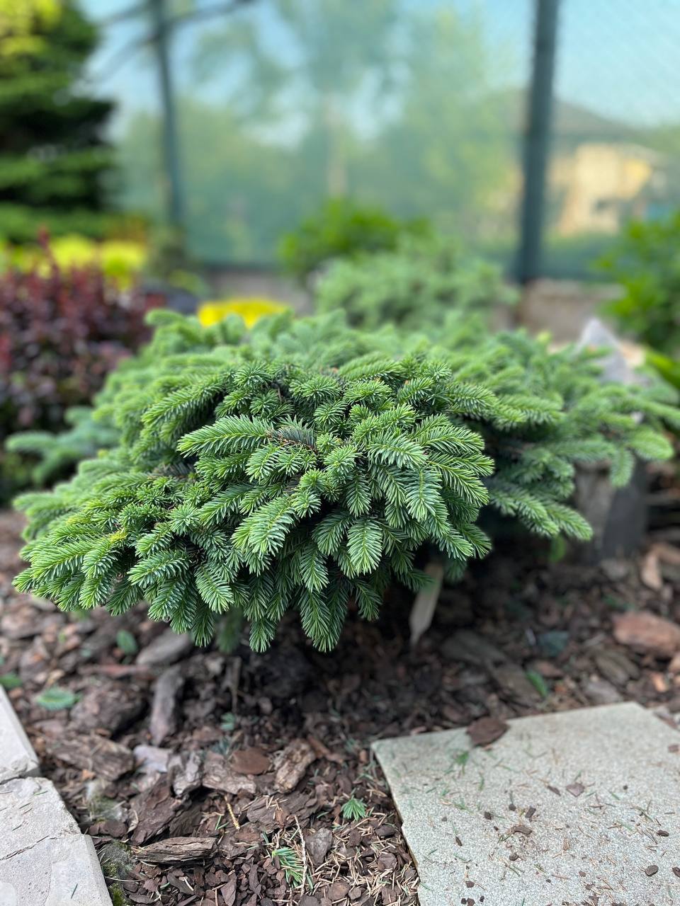 Picea pungens ‘Waldbrunn’
