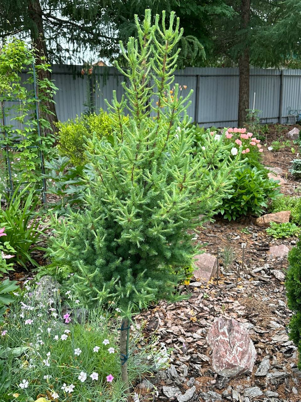 Larix laricina ‘Deborah Waxman’