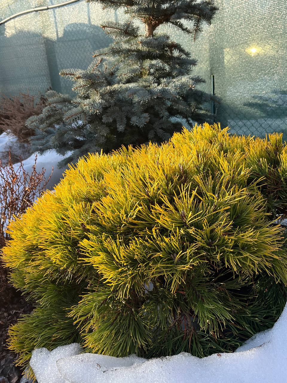 Pinus mugo ‘Carstens Wintergold’