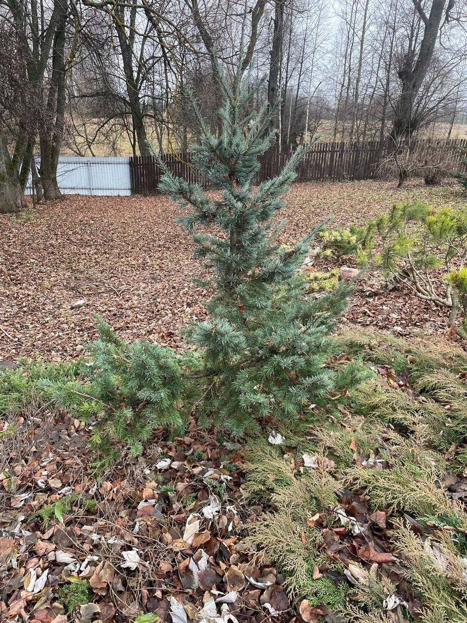 Pseudotsuga menziesii