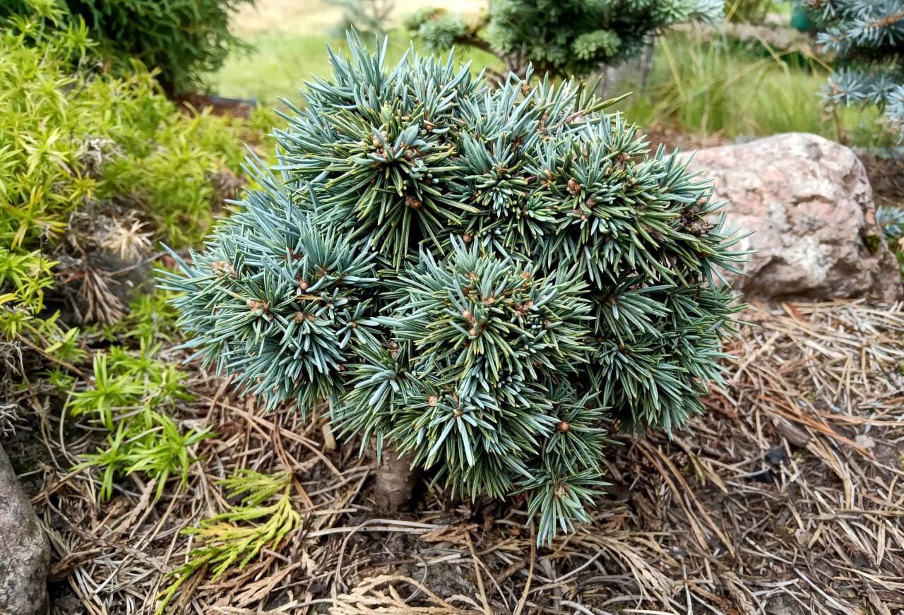 Picea pungens 'Porcupine'