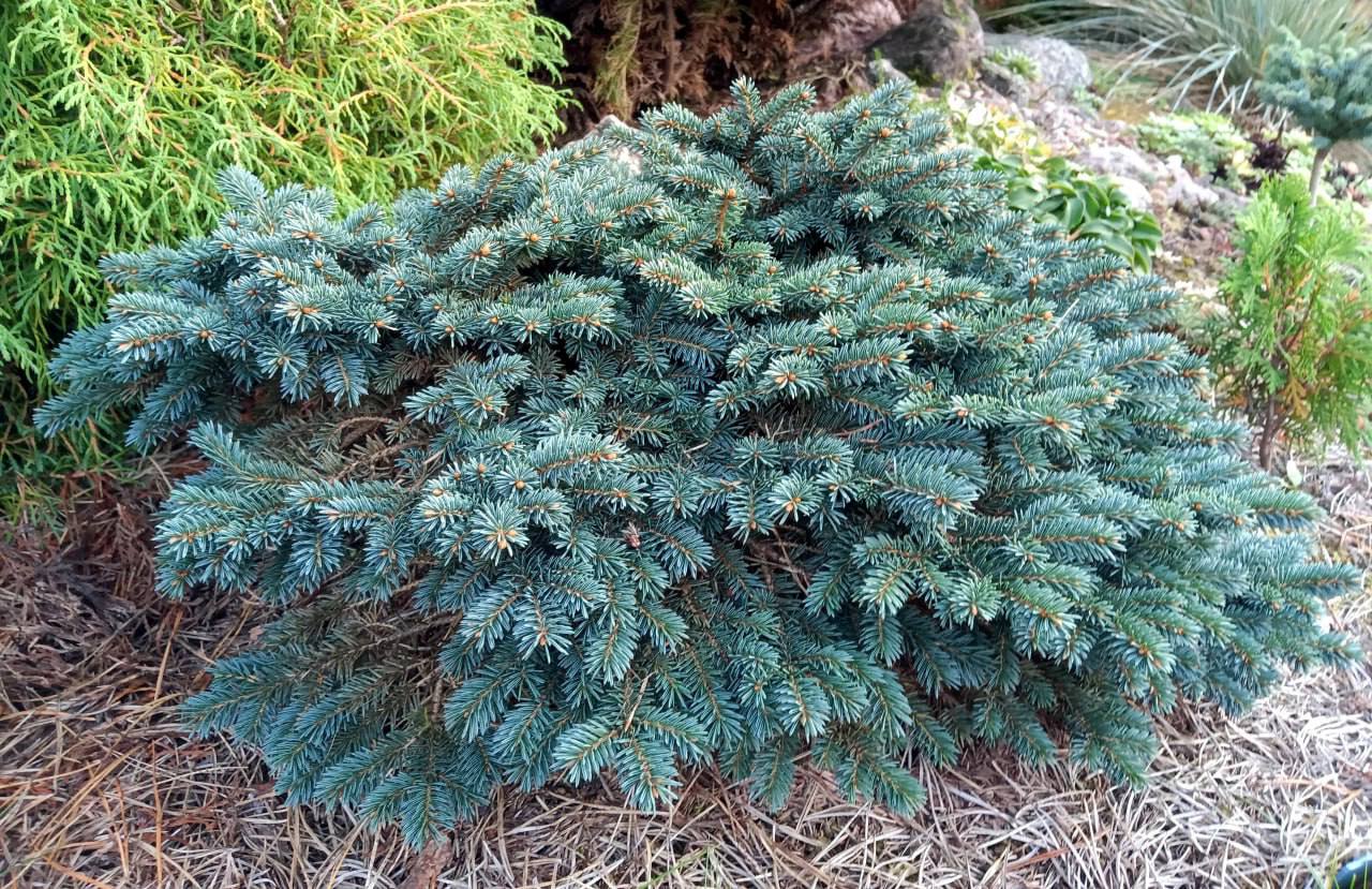 Picea pungens ‘Waldbrunn’