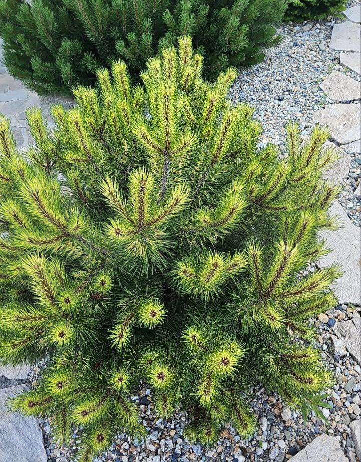 Pinus mugo ‘Sunshine’