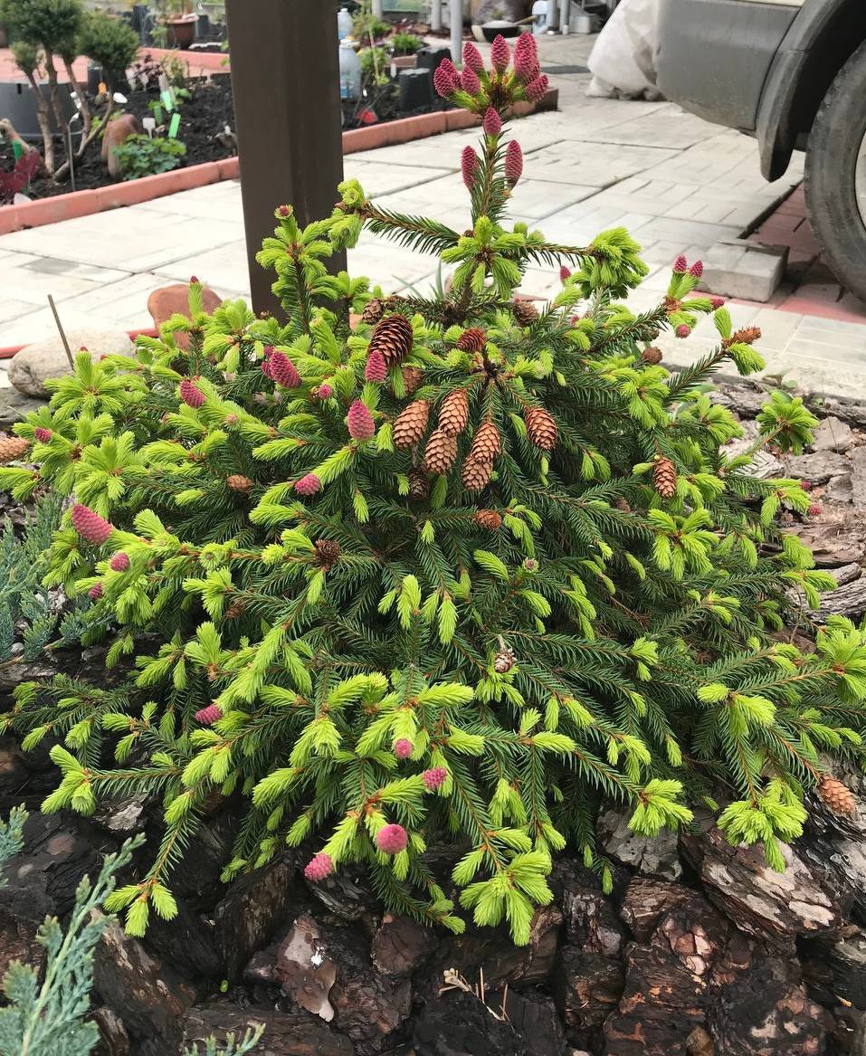 Picea abies ‘Push’