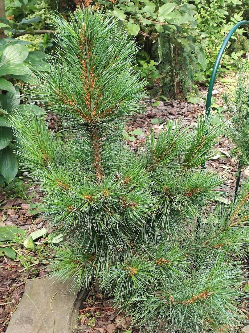 Pinus sibirica ‘Izumrud’
