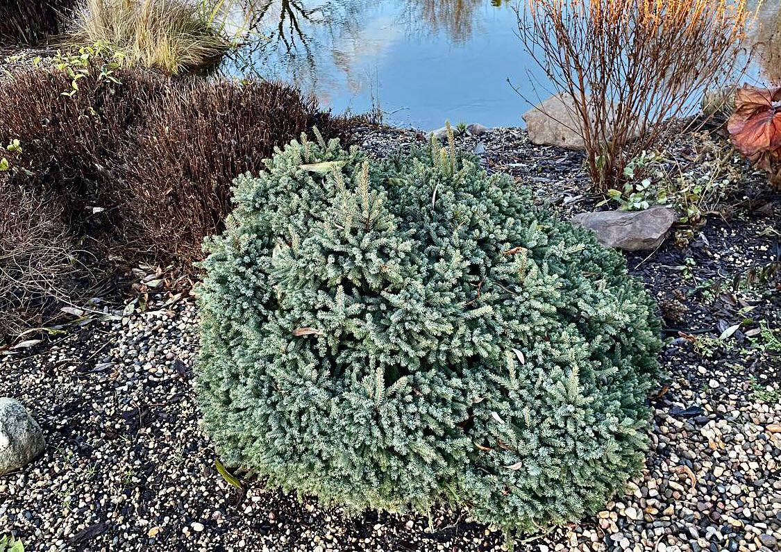 Picea glauca ‘Echinoformis’