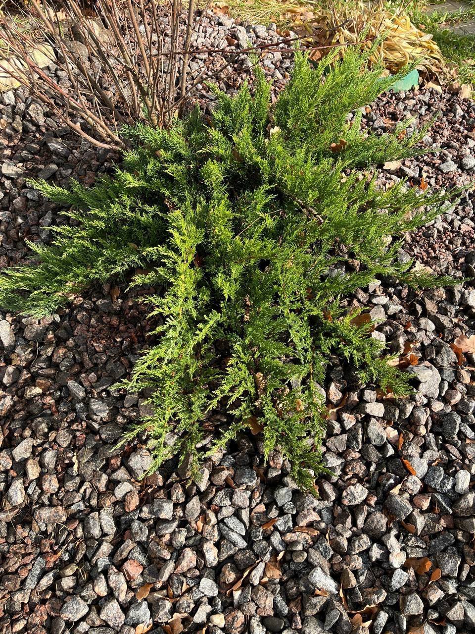 Juniperus pfitzeriana ‘Wilhelm Pfitzer’