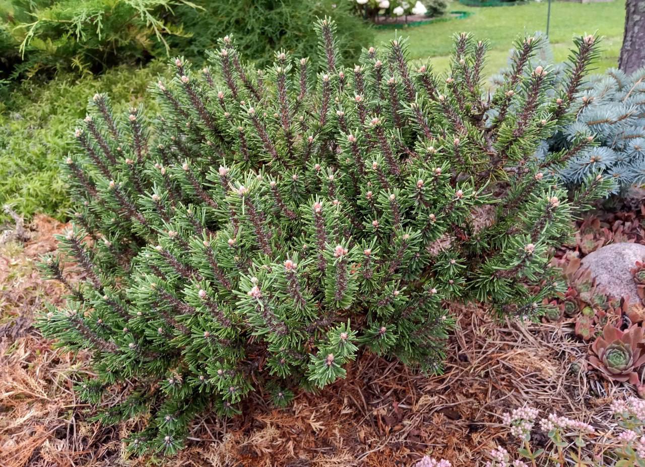 Pinus mugo ‘Kissen’