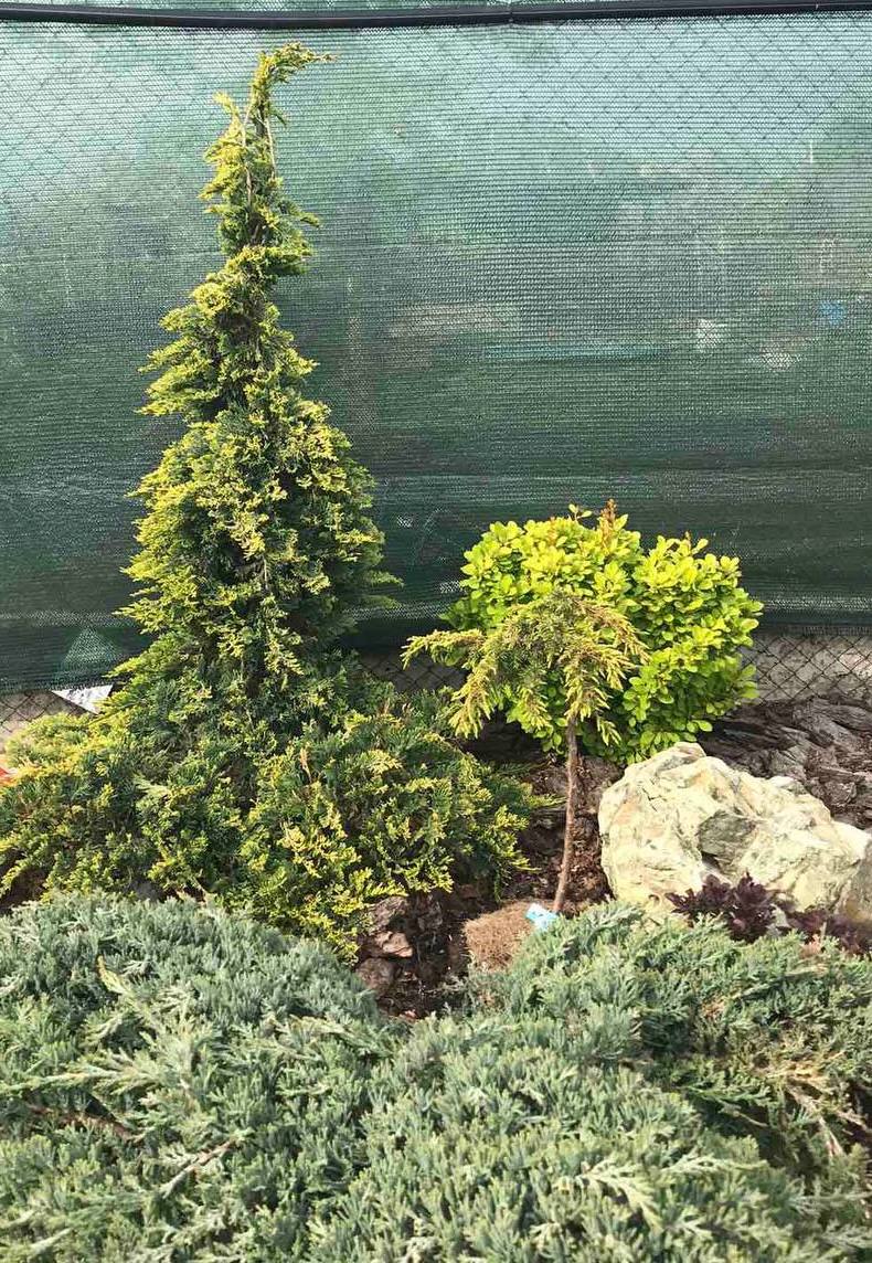 Juniperus horizontalis ‘Golden Carpet’
