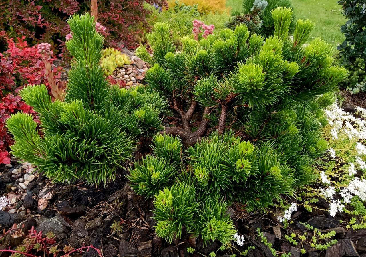 Pinus mugo ‘Jakobsen’