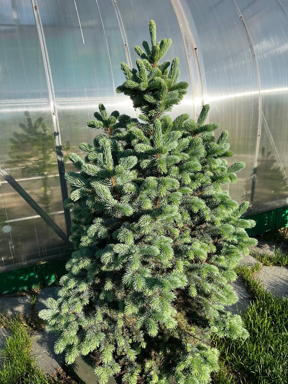 Picea pungens 'Retroflexa'