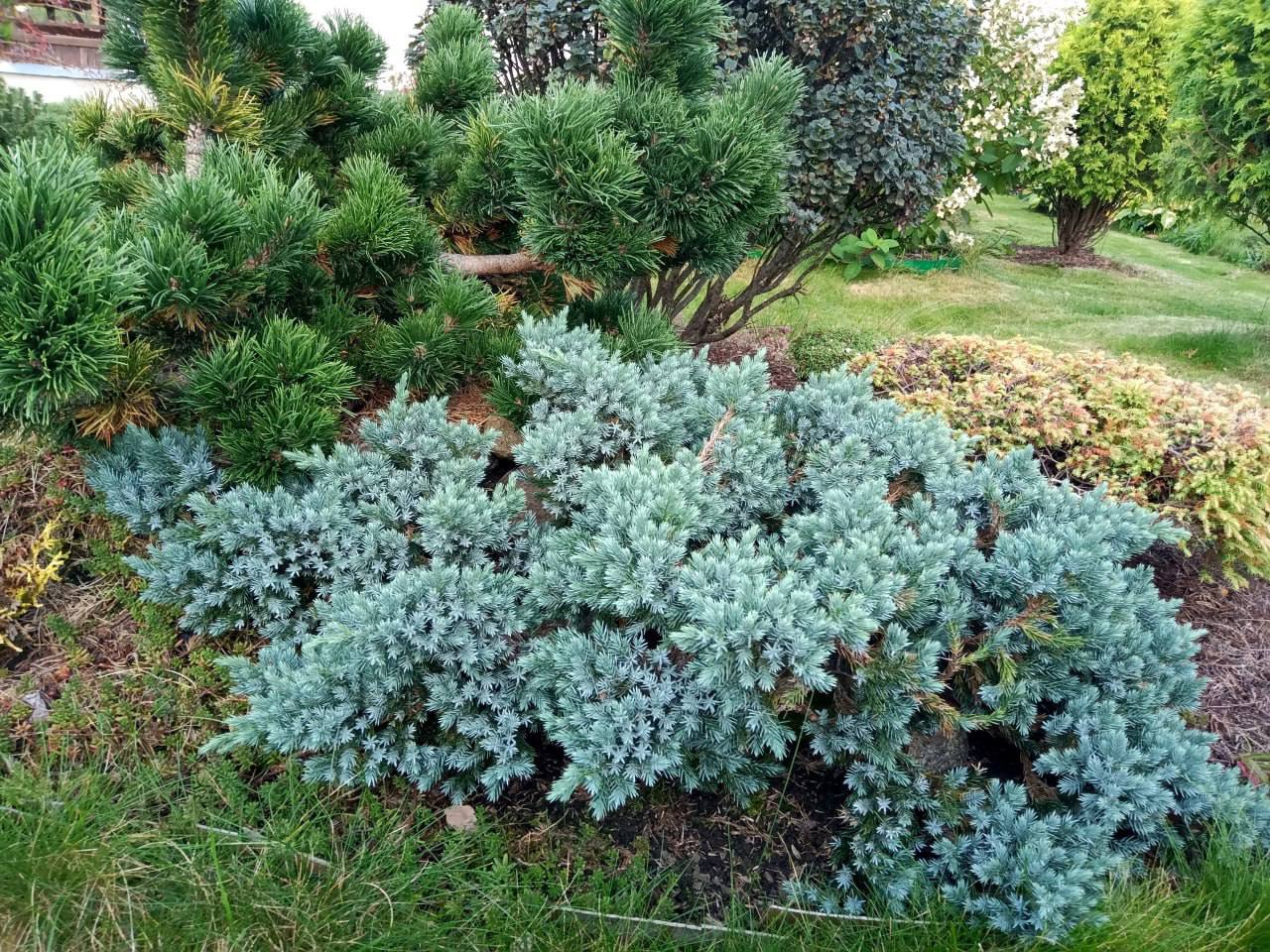 Juniperus squamata ‘Blue Star’