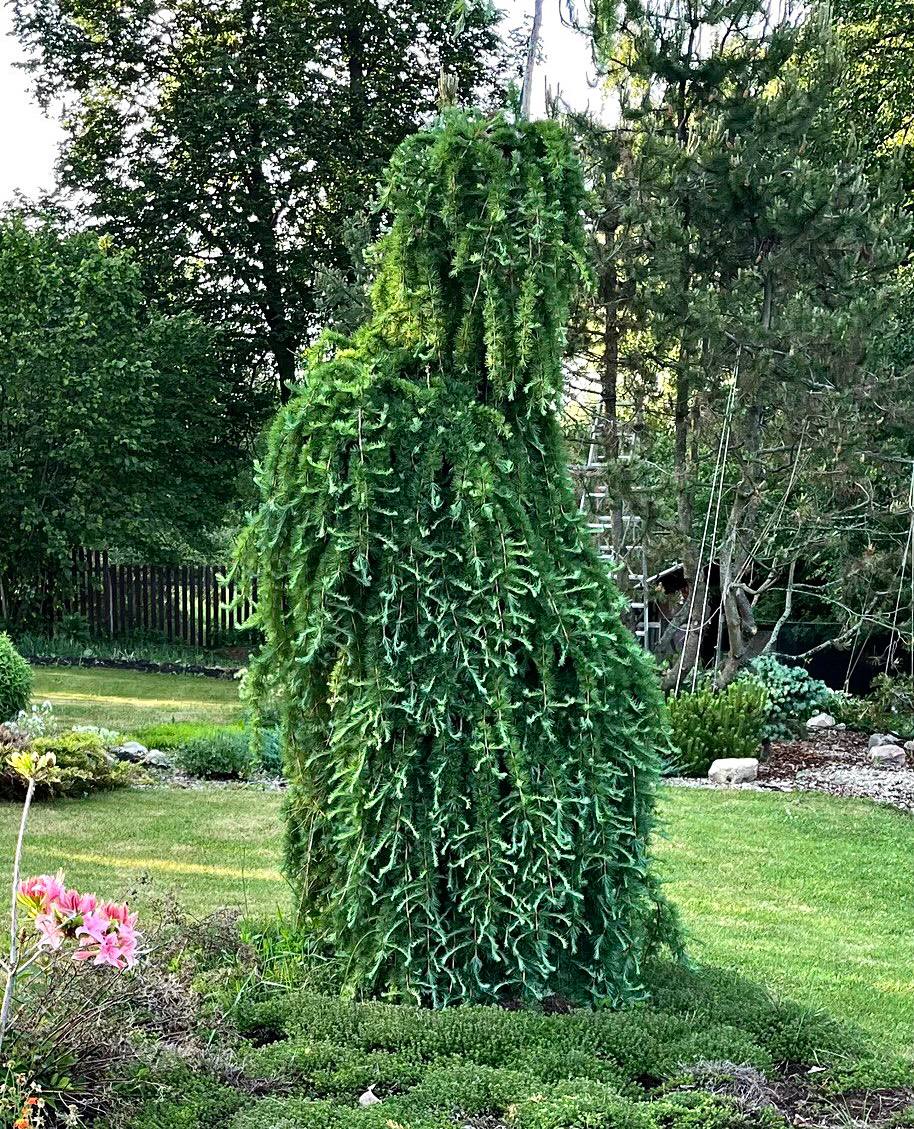 Larix gmelinii var rupprechtii ‘Nesmeyana’