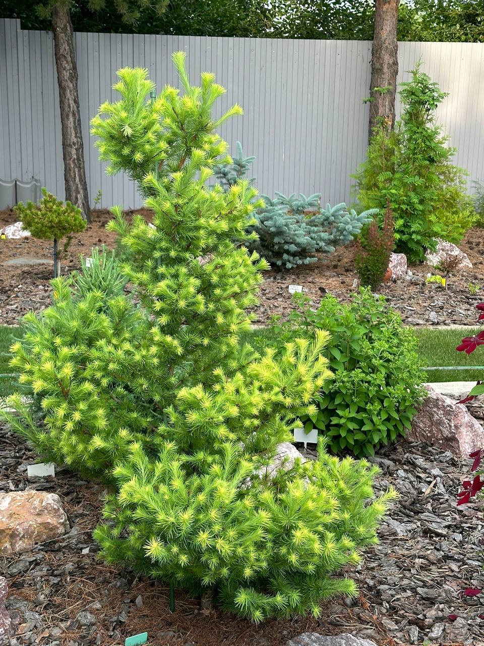 Larix kaempferi ‘Magic Gold’