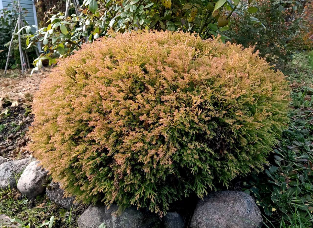 Thuja occidentalis  ‘Fire Chief’