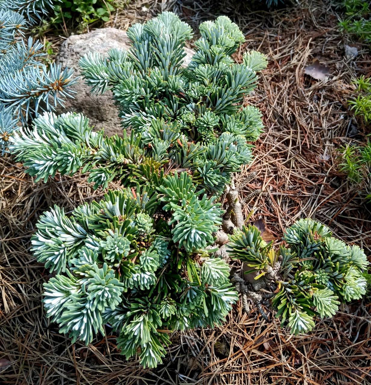 Abies veitchii ‘Rumburk’