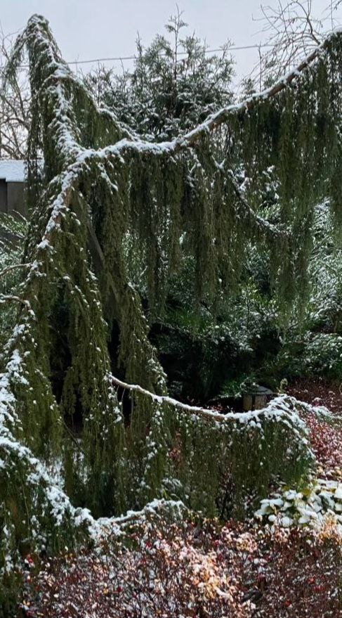 Juniperus communis 'Horstmann'